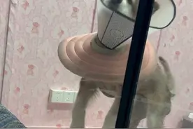 今天是被Domi遛的一天#萌宠出道计划 #梅西的猫  #猫咪的迷惑行为#不养狗不知道养狗的乐趣 #神奇动物在抖音 @阿夫Ashraf @梅西之家视频封面