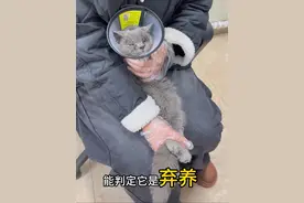 捡猫后续来了  老话说得好大难不死 必有后福视频封面