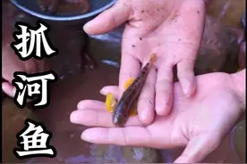 今天带着小伙伴下河抓河鱼，我们当地每年开春3月前必有的一项活动，这样小河鱼你们当地叫它什么#逮鱼摸虾 #有一种叫云南的生活 #乡村生活家 #户外捕鱼 #农村美食记录生活视频封面