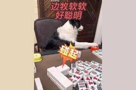 狗叫狗叫的在不知不觉间它胡牌了 #我家萌宠 #创作者中心 #创作灵感 #铲屎官的乐趣 #不养狗不知道养狗的乐趣视频封面