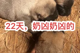 凯文配凯丽这窝小狗，也是奶凶奶凶的，真是随你爸，哪一窝都凶得很。#坎高犬 #小奶狗 #小狗崽 #极品小狗 #奶凶奶凶的视频封面