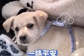 天津姐姐连夜驱车救助五台山被踢小狗后续 被曾一路跟随爬山的女子收养，取名为螺依#五台山小狗  #五台山  #天津dou知道 #沈阳dou知道 #黛螺顶视频封面