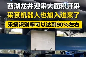 采茶机器人也加入采摘西湖龙井啦，采摘识别率可以达到90%左右。#西湖龙井#采茶#杭州视频封面
