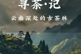 #七彩云南庆沣祥 #寻茶记视频封面