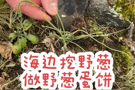 老外想吃新鲜的食材，挪威这个季节雪都没化完，但海边有些小野葱已经悄悄冒出来了，挖一些回去做葱香蛋饼夹粉条。#海外生活 #外国人吃中国美食 #挖野菜 @薇子家的小海螺视频封面