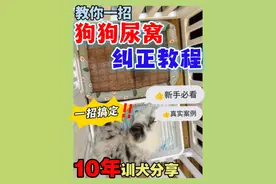 狗狗老爱尿窝里怎么办？1 分钟教你只需一招便能轻松解决！ #科学养宠攻略 #狗狗 #狗狗乱尿 #训犬教程 #如何训练小狗