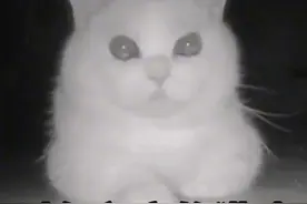 “猫咪不懂什么是过年，只知道自己很孤独很害怕”视频封面
