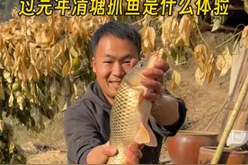 终于放水抓鱼了，看看养了一年有多少收获 @陈饭很忙 今天给爸妈做河鲜一锅烩，自己养的鱼味道还是很不错的 #村里的新年 #新农人计划2025 #给爸妈做饭 #抓鱼 #我的乡村生活视频封面