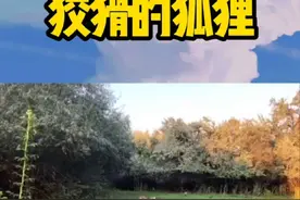 #狡猾的狐狸#动物科普#动物故事