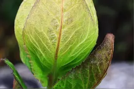 雪莲花 喜马拉雅山脉海拔五千米发现了一生只开一次花结一次果的雪莲花见着吉祥#奇花异草 #雪莲花 #大自然的馈赠视频封面
