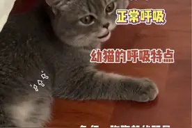 自己喘气都费劲 #新手养猫 #科学养宠攻略 #养猫经验分享 #猫腹式呼吸 #猫呼吸频率视频封面