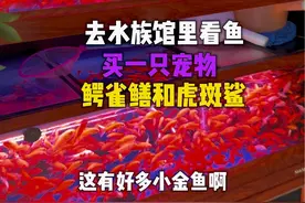 童年回忆买宠物 #鱼#小金鱼#鳄雀鳝#虎斑鲨#童年回忆视频封面