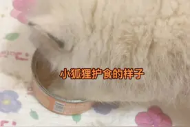小狐狸护食是天性，不能打不能骂因为它们特别记仇，也能听懂我们说的话，属于护食或者咬主人只能引导教育，因为小狐狸天生就自带了一定的野性，如果打的话它会出于自我保护而攻击反抗，所以想养狐狸宝宝的家人们一定要慎重哟🫣，切记不要冲动饲养🦊#萌宠出道计划 #神奇动物在抖音 @DOU+小助手视频封面