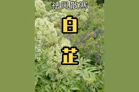 白芷 #白芷 #植物科普 #中草药 #七白膏 #胡博士说中医
