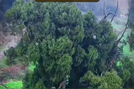 户外趣味知识 第63集 阴宅的风水植物 俗话说，阳树不入坟墓，阴树不入庭院。松柏榕之类，就是阴树，以前是很少有人种在院子里的。但现在好像不怎么讲究了#民俗文化＃风水植物＃户外生活＃农村＃传统视频封面