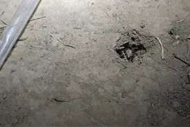 #抓知了的季节 #真实户外 #知了洞#知了知了童年回忆 #现场实拍