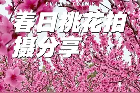 桃花拍摄教程 分享五个桃花拍摄技巧，简单易学，唯美好看，#拍花技巧 #桃花 #拍花 #桃花朵朵开 #手机摄影视频封面