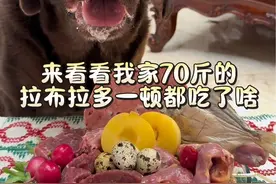 来看看我家70斤的小狗一餐都吃了啥#拉布拉多 #当你有只嘴馋小狗 #干饭狗的日常 #汪星人的精致生活 #狗狗吃饭视频封面
