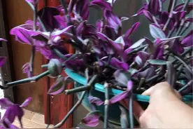 油画婚礼吊兰的修剪全过程 需要修剪的花友看过来#吊兰好美 #绿植达人优选 #适合室内养的绿植 #我的花花草草🌸🌸视频封面