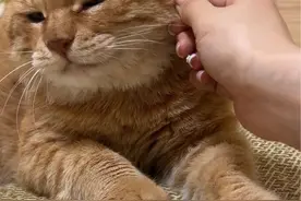 哎呀，你干嘛～#心思全写在脸上的猫 #菊打滚 #菊保安视频封面