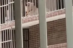 这狗是懂配合的#这狗怎么人模人样的 #狗狗🐶视频封面