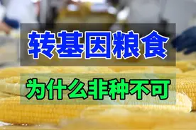 为什么我们非要种植转基因玉米大豆？#转基因视频封面