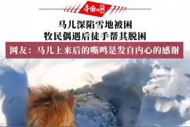 1月6日，内蒙古锡林郭勒。马儿深陷雪地被困，牧民偶遇后徒手帮其脱困，网友：马儿上来后的嘶鸣是发自内心的感谢！为善良的人点赞！