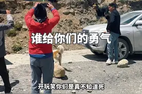 不怕一万 就怕万一呀#熊出没 #西藏 #危险瞬间 #旅行推荐官 #萨普神山视频封面