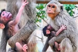 时间真快，小莫莫长大了昨天产下小猴子 #猴子🐒 #野生动物零距离视频封面