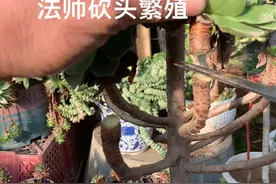 长的不周正的法师可以砍头繁殖，砍掉的头晾干伤口，用潮土上盆，一周后少量浇水，半月以后就会生根，砍头后的主干正常养护还会爆更多的头#多肉 #园艺小技巧视频封面