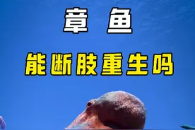 章鱼能断肢重生吗 #科普知识 #自然科普 #神奇动物在抖音视频封面