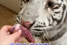 又来啦！讨厌剪指甲！#宫百万 #白虎视频封面
