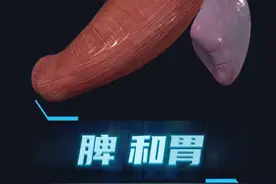 脾胃，脾和胃是什么关系？肝和胆是什么关系？脾脏有什么功能？ #脾脏 #胃 #硬核科普健康行动 #内容启发搜索 #2025健康许愿池