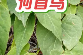 传奇的本草何首乌，其实在农村很常见，它的藤就是本草夜交藤 #何首乌 #植物科普 #夜交藤 #草本植物 #中草药视频封面