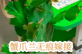 仙人掌无痕嫁接蟹爪兰 #嫁接  #花卉嫁接 #养花人的乐趣  #蟹爪兰  #手工爱好者视频封面