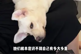 大型犬对自己的体型根本没有认知…！ #拉布拉多 #傻狗的日常 #养狗人的精神状态视频封面