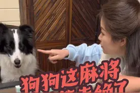 狗狗打麻将高能时刻！回手掏绝技让三缺一人类陷入沉思 #我家萌宠 #创作者中心 #创作灵感 #萌宠成精了 #狗狗的心思都写在脸上了视频封面