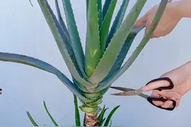 芦荟想要养成老桩，只要每年都帮她修剪一下，用不了几年你就能拥有一棵老桩芦荟树！#库拉索芦荟 #减压视频封面