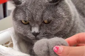 梳下来的猫毛不要扔，做成礼物小猫咪都感动哭了！#万物可爱计划 #萌宠养成记 #猫猫过节八方来贺视频封面