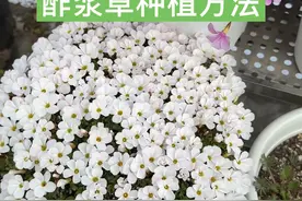 2025年的第一天，从一盆美丽的酢浆草开始 ，历时三个月从种植到开花，酢浆草的种植方法#爱生活爱养花 #酢浆草 #种花的过程有多治愈视频封面