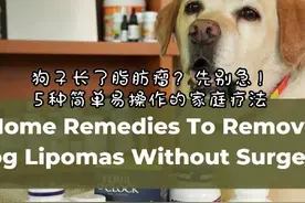 狗子长了脂肪瘤？5种简单易操作的自然疗法#熟自制#生骨肉视频封面