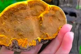 据说这个黄疙瘩有很高的价值，桑黄又叫胡孙岩，你能找到野生的桑黄吗#桑黄 #桑黄菌 #自然科普视频封面