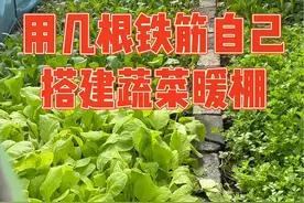 北方小院菜园扣暖棚，冬天必备的种蔬菜装备，过年也有新鲜蔬菜吃了#暖棚 #记录真实生活 #新农人计划2024 #农村生活 #阳光房视频封面