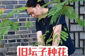 捡的坛子真是万物皆可种，春天种在坛子里的合欢花开了，有没有美到你#农村生活 #爱生活爱养花 #旧物利用视频封面