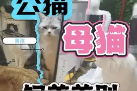 公猫母猫，饲养差别#新手养猫 #养猫人 #养猫新手