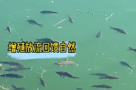 增殖放流回馈大自然，为生态平衡尽一点点绵薄之力#钓鱼 #原来钓鱼才是抖音运动顶流 #dou是钓鱼人 #李倩钓鱼视频封面