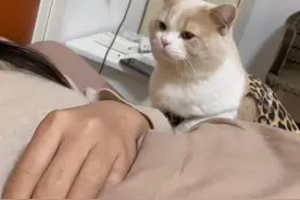 陪猫猫睡觉和陪狗狗睡觉的区别#猫狗双全视频封面