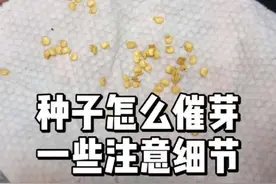 种子怎么催芽，催芽时要注意哪些细节 视频封面