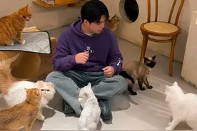喵语猫咖争宠记！ 我两脚猫哪里比不上这四脚猫！#猫语十级 #喵喵大王