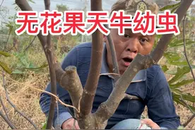 天牛幼虫蛀食危害多种果树，无花果树更遭坏虫虫。掏一掏，喷一喷。干掉坏虫虫。#天牛幼虫 #钻心虫 #果树种植 #无花果 #杀虫剂视频封面